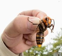 bee sting for penis enlargement